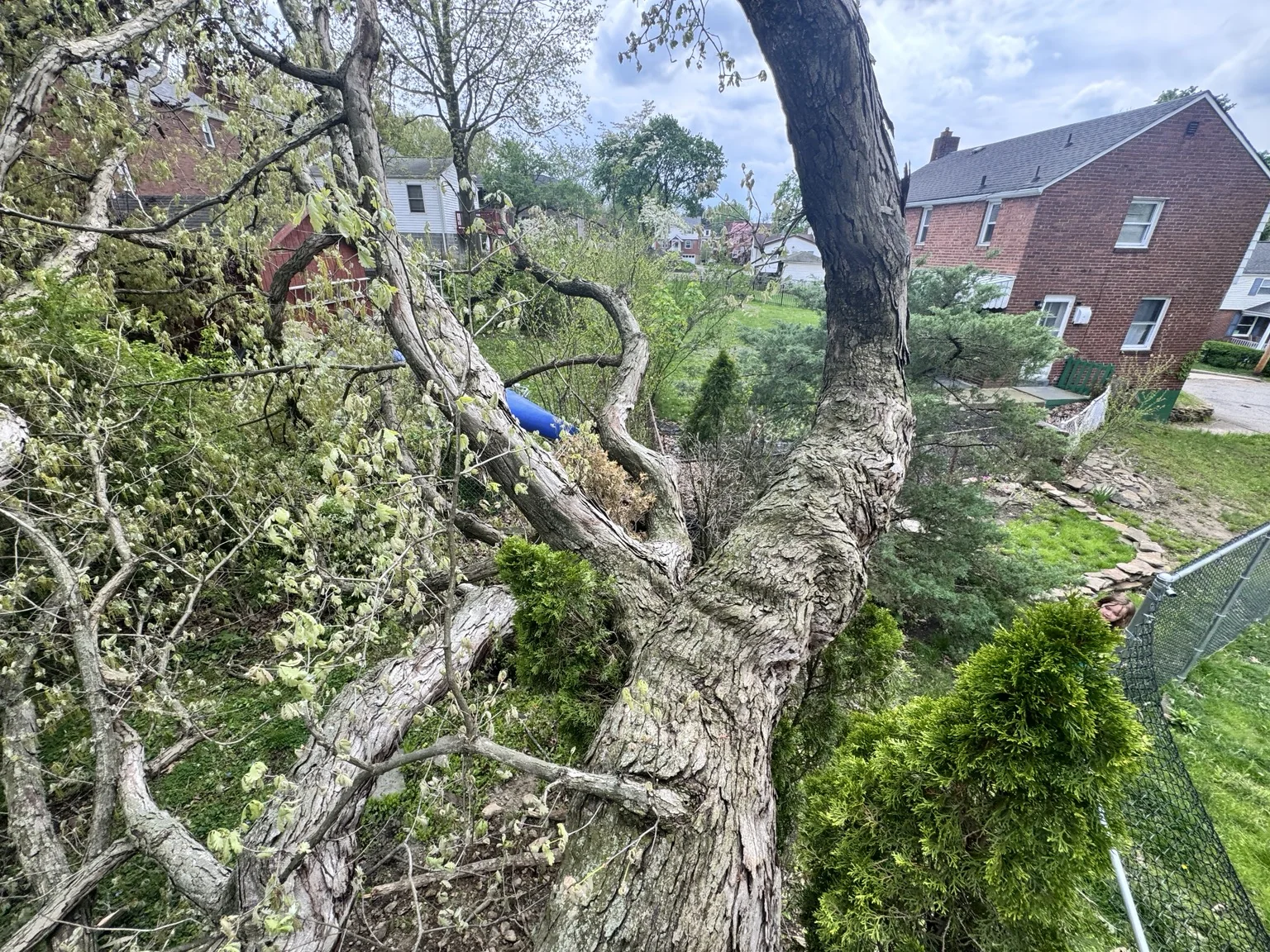 Large tree down in residential yard