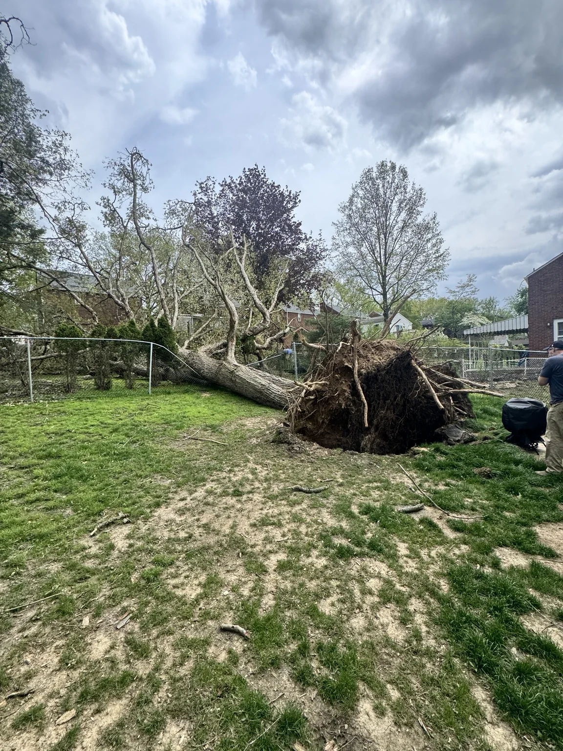 Wide view of uprooted tree in yard