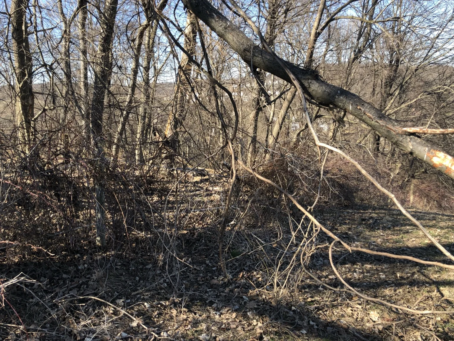 Brush and overgrowth cleanup area